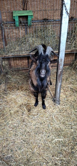 Vând țap alpin francez rasă pură vârsta 2 ani