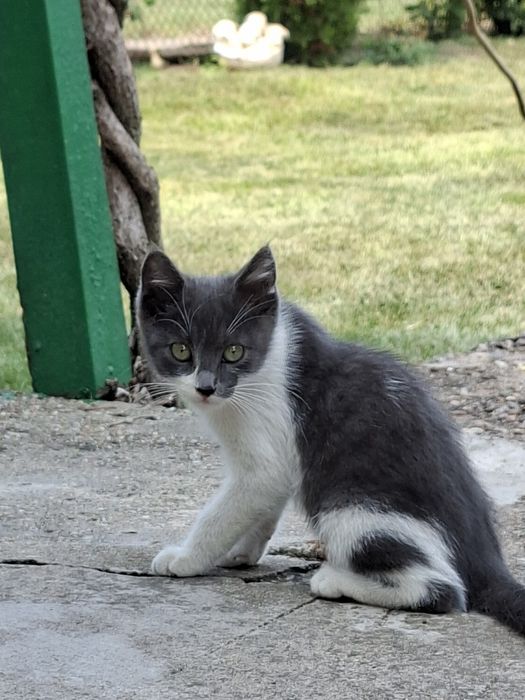 Подарявам котета