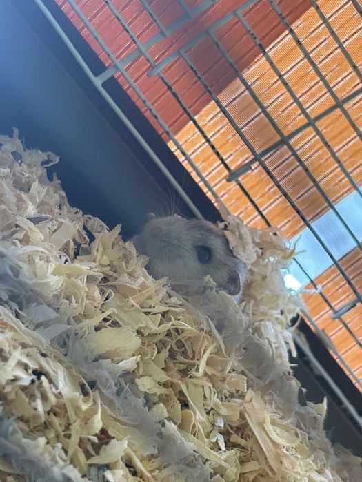 se vinde cusca cu 2 hamsterii au cateva lunii..