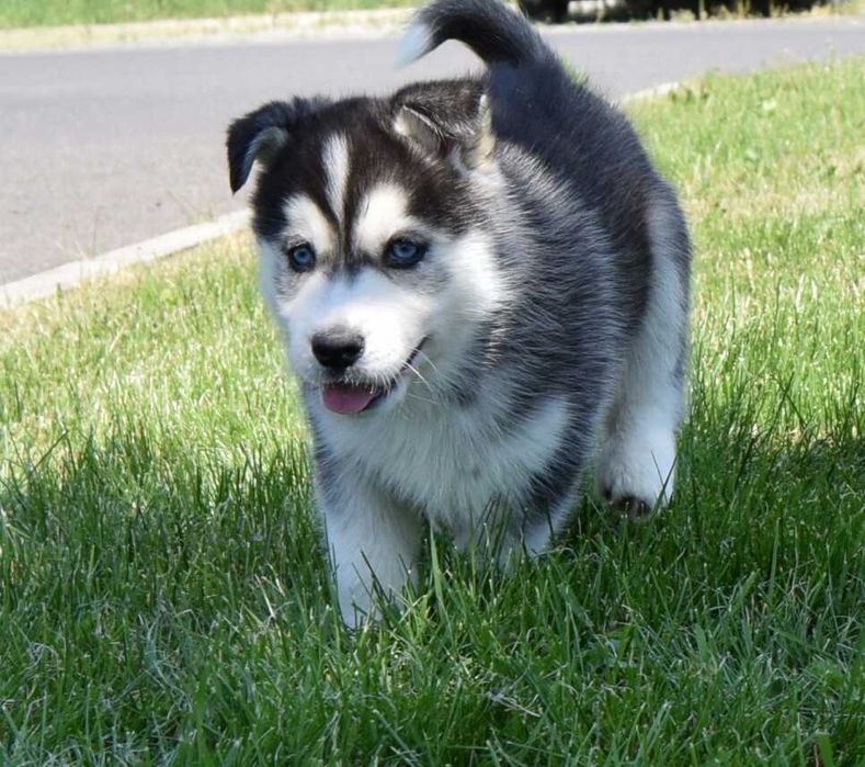 Pui Husky Siberian, părinți multipli campioni!