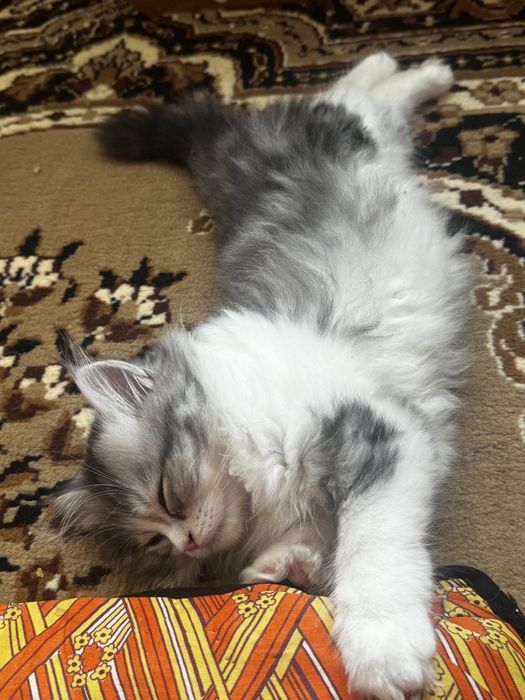 Продам кота порода Хайленд