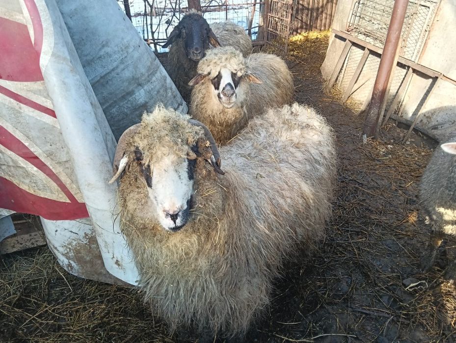 Vând 3 oi țurcane 2 cu miel și una depusă trebuie sa fete