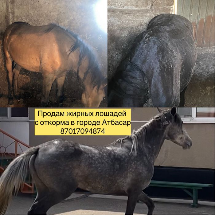 Продам жирных лошадей с откорма в Атбасаре