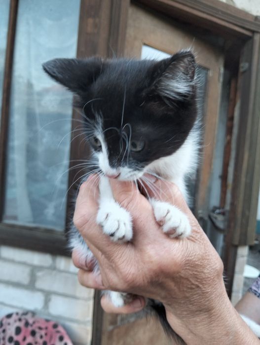 Отдам котят в добрые руки