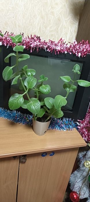 Продам цветы комнатные