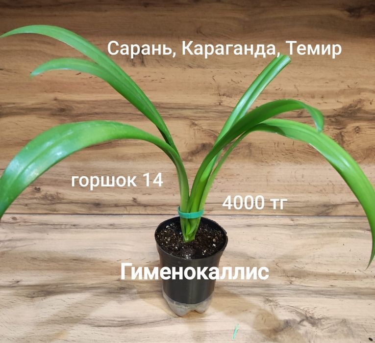Хамедорея,гименокаллис,аспарагус