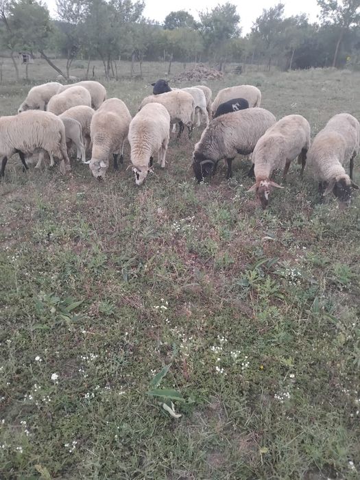 Vând oi de carne și metiș