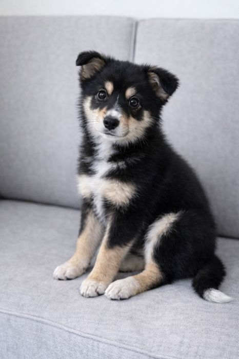 Щенки в поиске дома