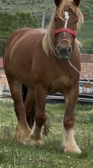 Mânză grea de vânzare