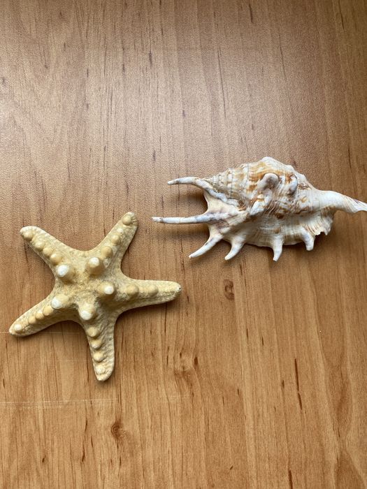 Морска звезда и Рапан