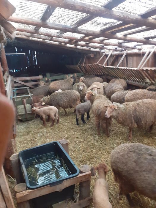 Oi de vânzare în loc. Arcuş, jud. Covasna