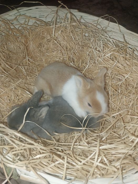 Pui iepurasi miniatura rasa pitica, nu cresc mari, POZE  REALE!