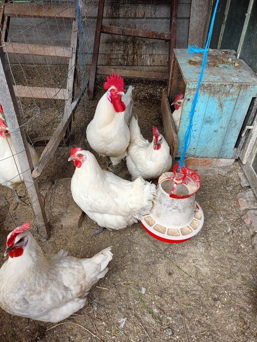 Ouă de incubat găini din rasa La Bresse