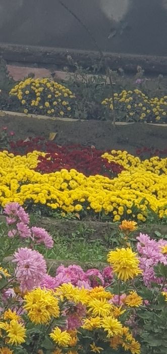 Цветы хирзантема