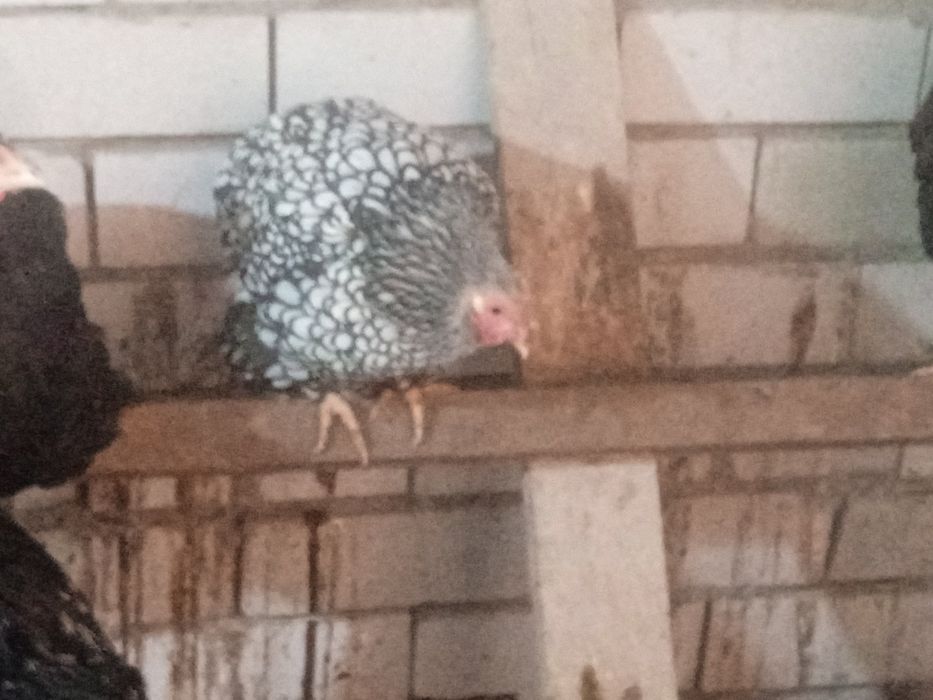 Виондот,Брама,Кохинкин сатам