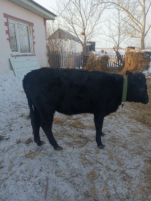 Продам тёлочку ангуст.