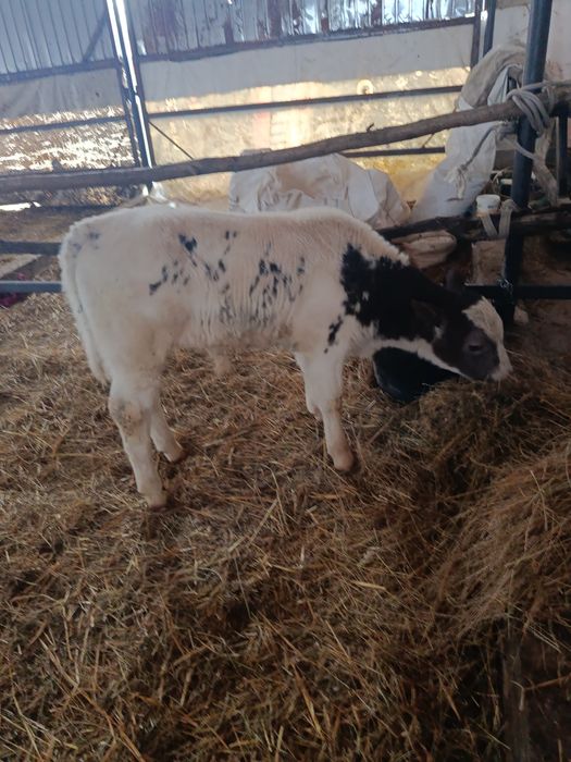 Vitel  belgian de vânzare