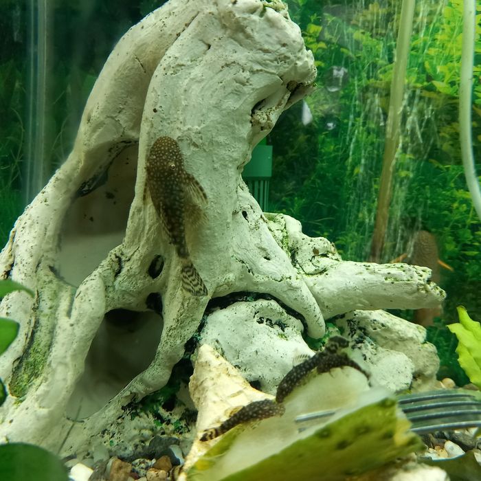 Pesti ,plante și acvarii