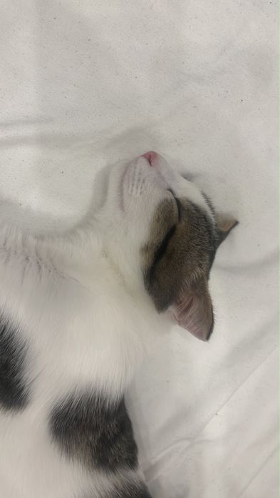 Отдам котенка в добрые руки
