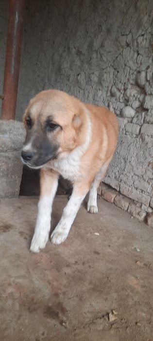 Alabay it 6 oylik 300 kelishiladi