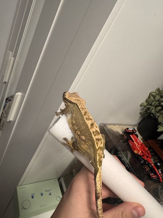 Crested Gecko Female