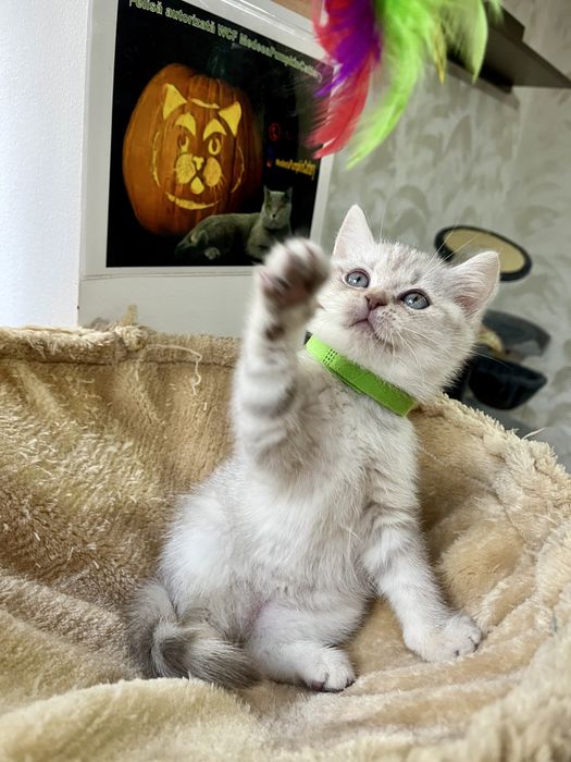 British shorthair white tabby baietel
