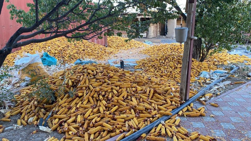 Жүгері. Кукуруза. Кепкен Жүгері.