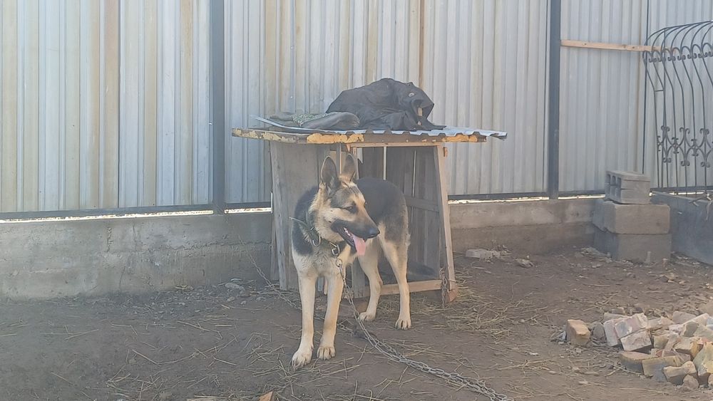 асалаумағаликум ВЕО сатлады