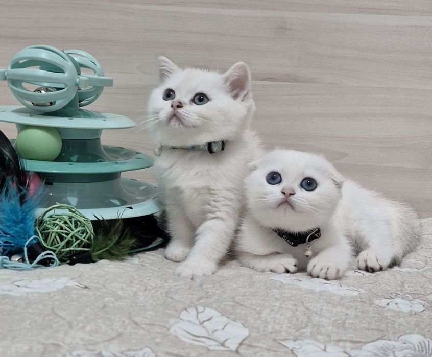 Серебристые шиншиллы