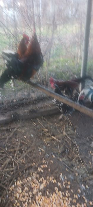 Găini americane de vânzare