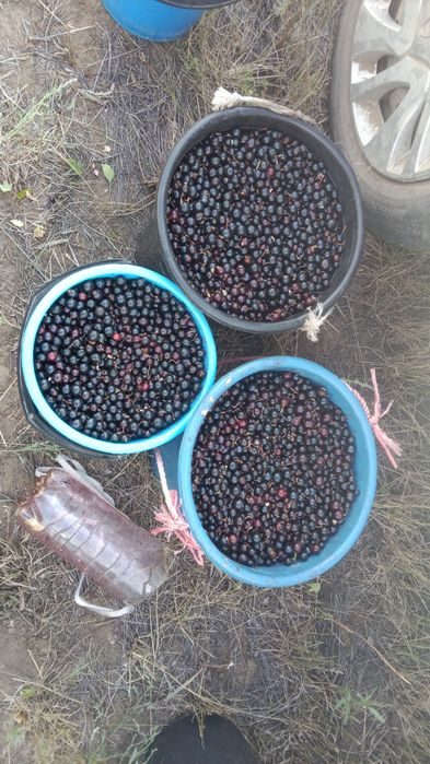 Продается смородина  лесная