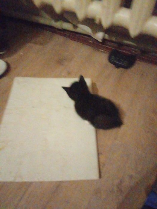 Отдам в добрые руки