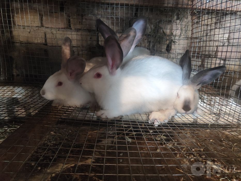 Продажа крольчат-Калифорния