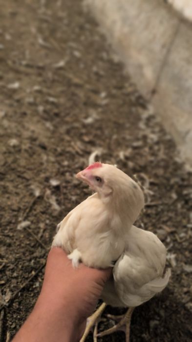 Ser tuxum oq tovuqlar sotiladi