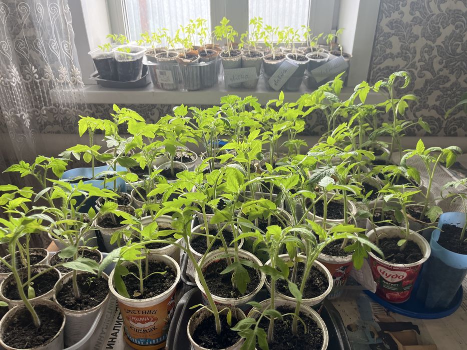 Продам рассаду помидор