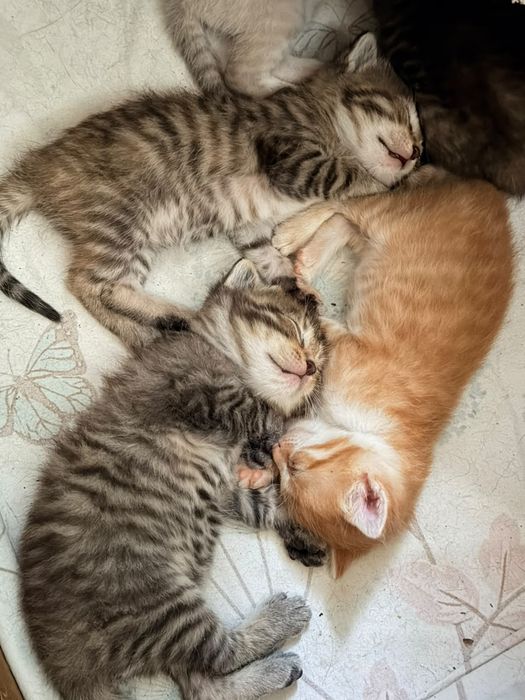 Отдам котят в добрые руки