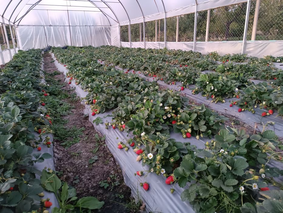 Stoloni capsuni soiul  Ablion