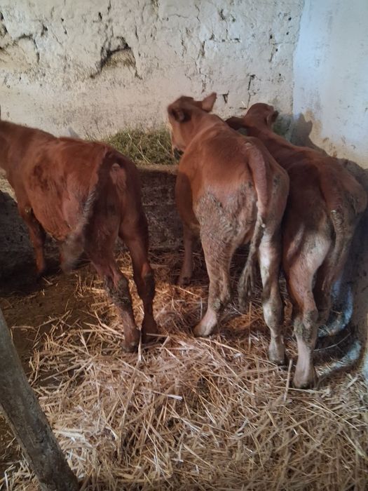De vanzare 3 vicele maj múlt la telefon
