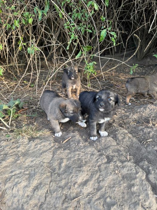 Catelusi spre adoptie