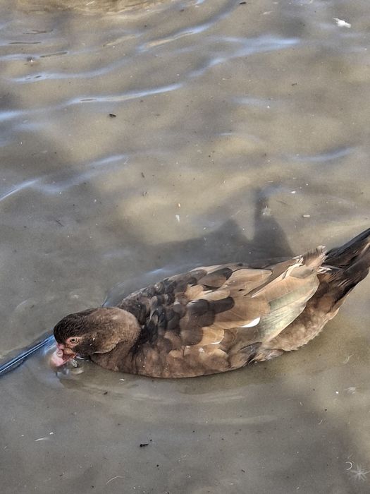 Утки и утаки разные 50 шт