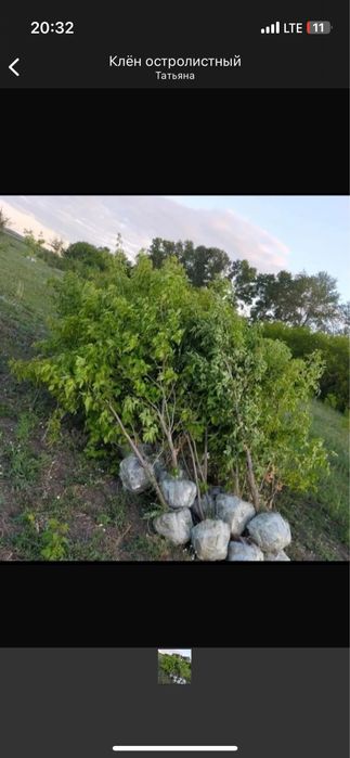 Саженцы береза кустаринки