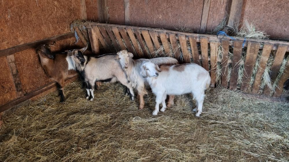 Iezi castrați de anul ăsta