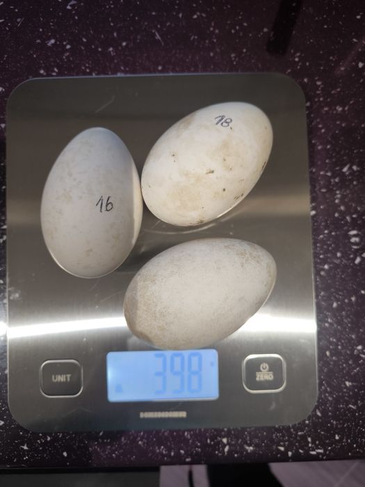 Vand oua bio de gasca