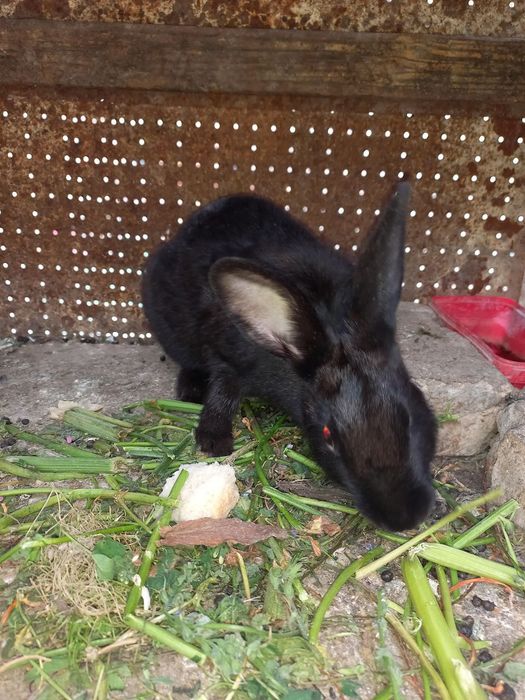 Quyon кролик xomlador