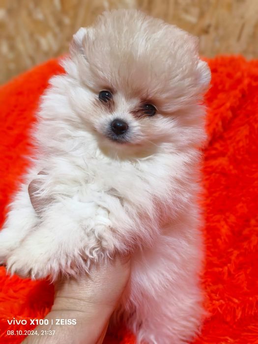 Очаровательные щенки шпица.