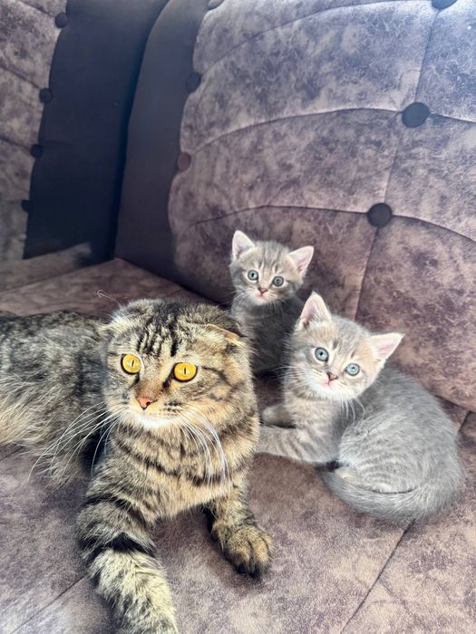 Mushukchalar Onasi bilan birga