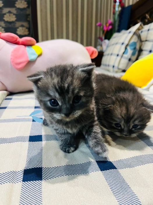 1 oylik Scottish Fold mushuk sotiladi