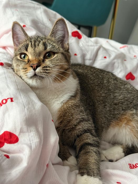 Кошка, спокойная