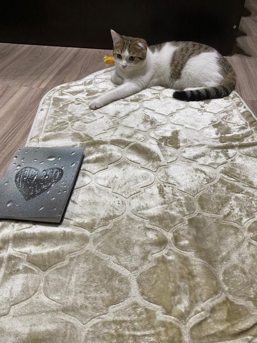 Котик в добрые руки