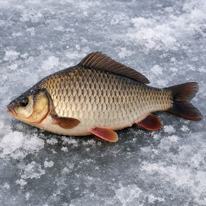 Крупный карась от 700 грамм